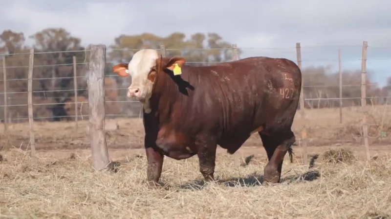 LOTE 22 BRAFORD RP 4277 CABAÑA MINISTALO