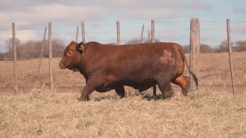 LOTE 14 BRANGUS RP 9673 CABAÑA MINISTALO