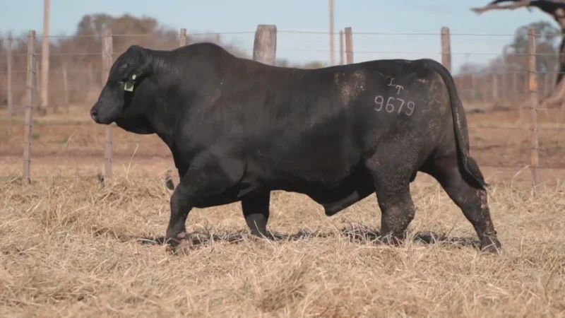 LOTE 13 BRANGUS RP 9679 CABAÑA MINISTALO