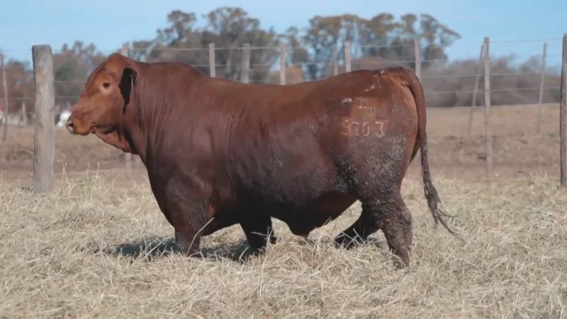 LOTE 9 BRANGUS RP 9703 CABAÑA MINISTALO