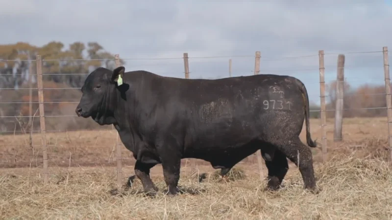 LOTE 19 BRANGUS RP 9731 CABAÑA MINISTALO