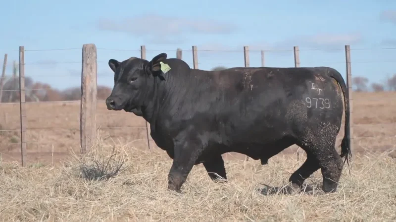 LOTE 7 BRANGUS RP 9739 CABAÑA MINISTALO