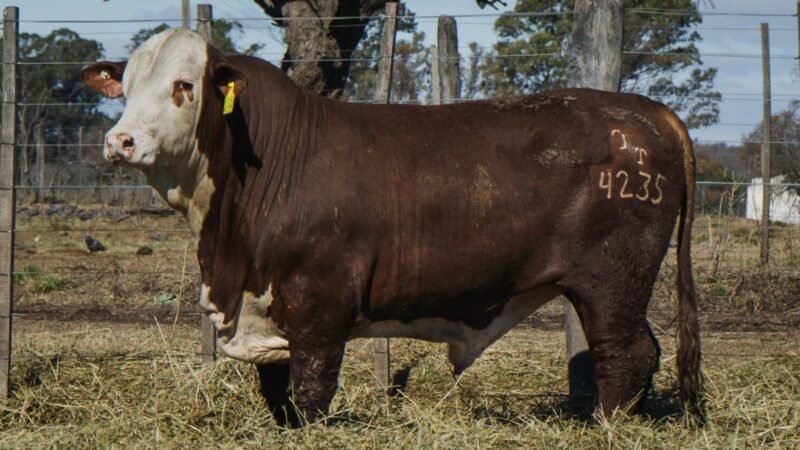 LOTE 20 BRAFORD RP 4235 CABAÑA MINISTALO