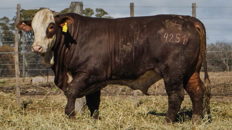 LOTE 21 BRAFORD RP 4251 CABAÑA MINISTALO