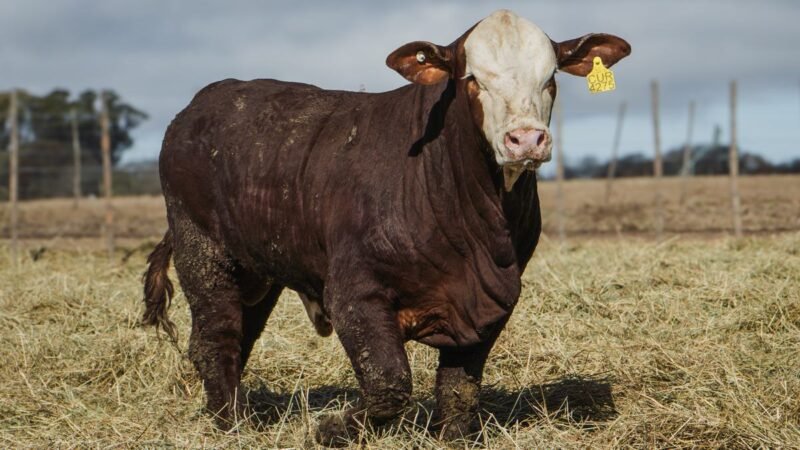 LOTE 22 BRAFORD RP 4275 CABAÑA MINISTALO