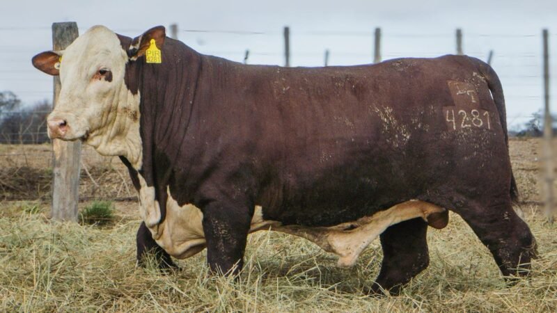 LOTE 20 BRAFORD RP 4281 CABAÑA MINISTALO