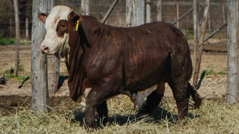 LOTE 21 BRAFORD RP 4301 CABAÑA MINISTALO