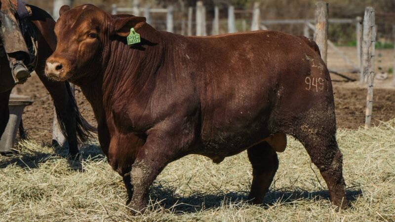 LOTE 14 BRANGUS RP 9497 CABAÑA MINISTALO