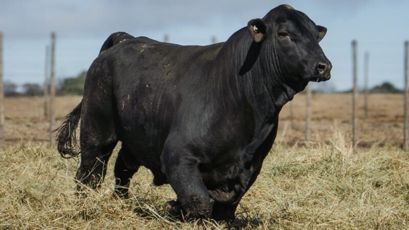 LOTE 18 BRANGUS RP 9499 CABAÑA MINISTALO