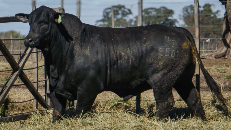 LOTE 11 BRANGUS RP 9501 CABAÑA MINISTALO