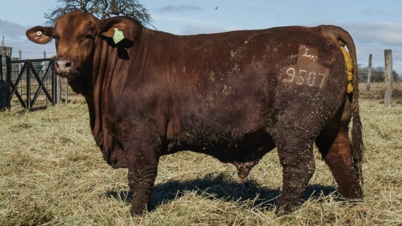 LOTE 8 BRANGUS RP 9507 CABAÑA MINISTALO