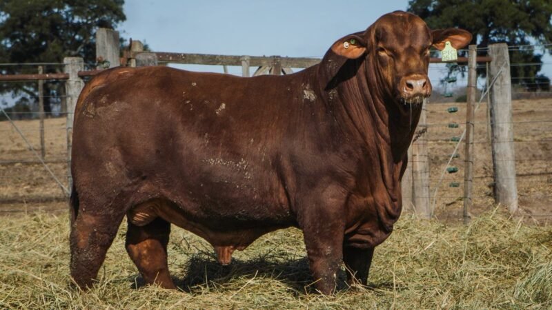 LOTE 1 BRANGUS RP 9511 CABAÑA MINISTALO