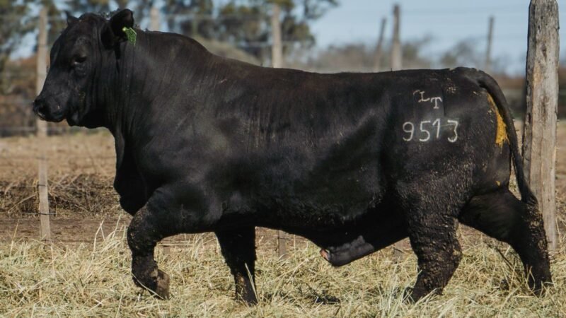 LOTE 17 BRANGUS RP 9513 CABAÑA MINISTALO