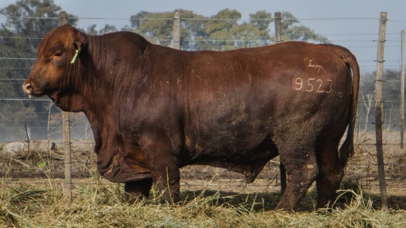 LOTE 9 BRANGUS RP 9523 CABAÑA MINISTALO