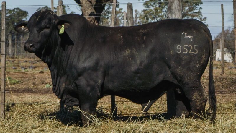 LOTE 11 BRANGUS RP 9525 CABAÑA MINISTALO