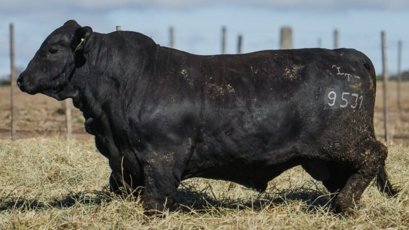 LOTE 6 BRANGUS RP 9531 CABAÑA MINISTALO