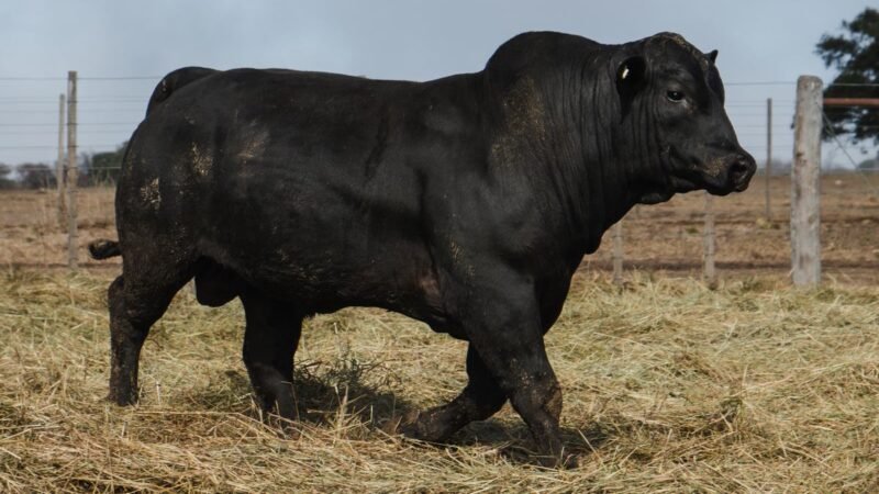 LOTE 7 BRANGUS RP 9541 CABAÑA MINISTALO