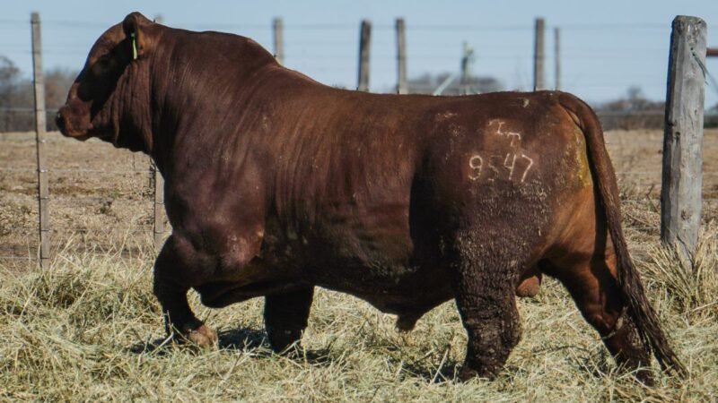 LOTE 2 BRANGUS RP 9547 CABAÑA MINISTALO