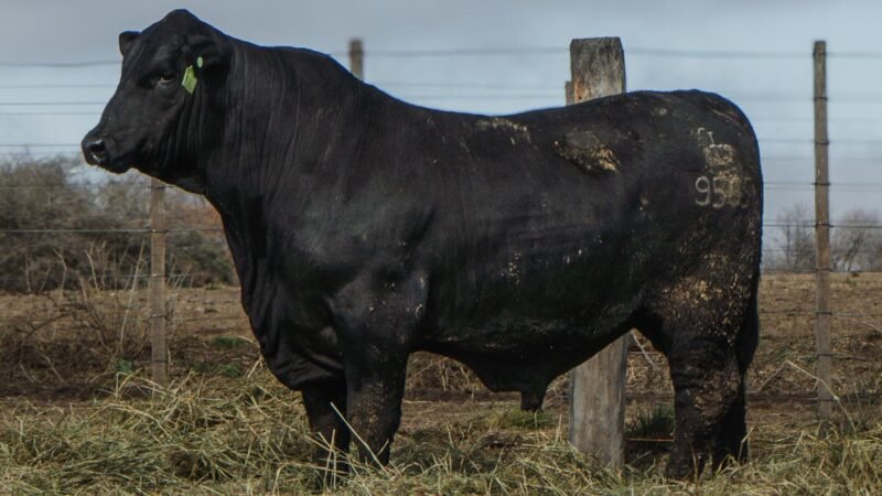 LOTE 4 BRANGUS RP 9565 CABAÑA MINISTALO