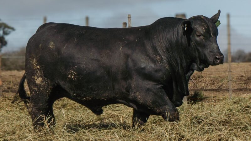 LOTE 4 BRANGUS RP 9577 CABAÑA MINISTALO