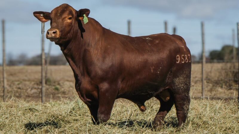 LOTE 15 BRANGUS RP 9583 CABAÑA MINISTALO