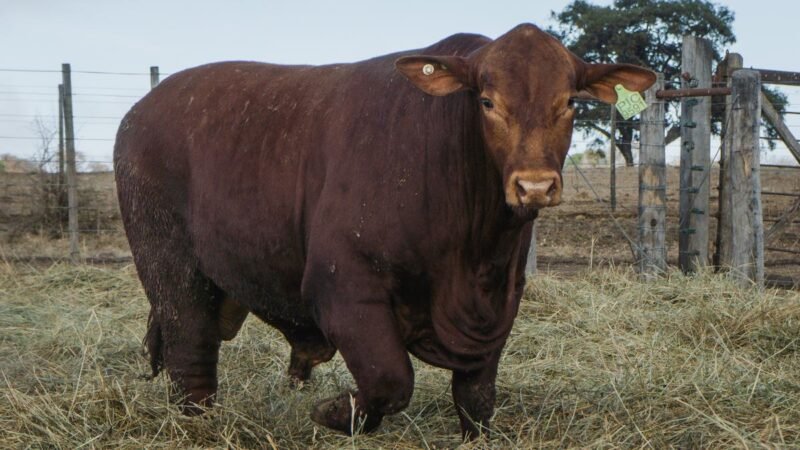 LOTE 8 BRANGUS RP 9591 CABAÑA MINISTALO