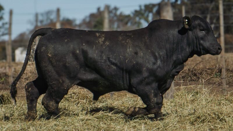 LOTE 13 BRANGUS RP 9619 CABAÑA MINISTALO