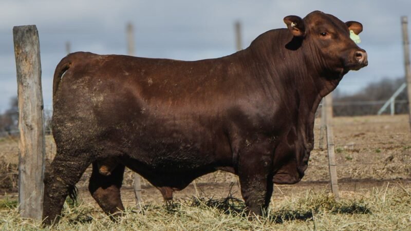 LOTE 2 BRANGUS RP 9627 CABAÑA MINISTALO