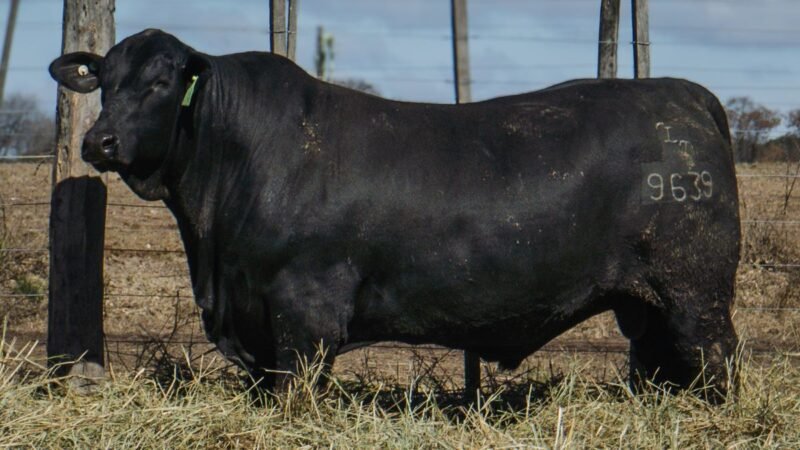 LOTE 5 BRANGUS RP 9639 CABAÑA MINISTALO