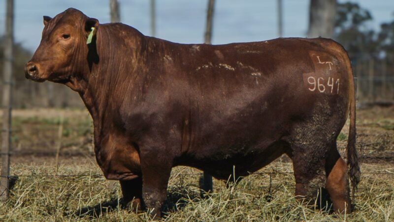 LOTE 16 BRANGUS RP 9641 CABAÑA MINISTALO