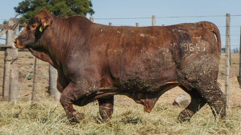 LOTE 10 BRANGUS RP 9647 CABAÑA MINISTALO