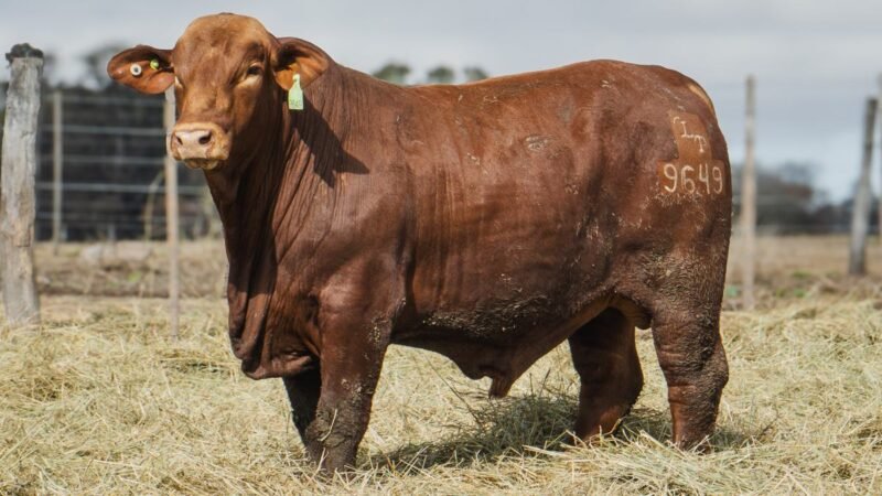 LOTE 10 BRANGUS RP 9649 CABAÑA MINISTALO