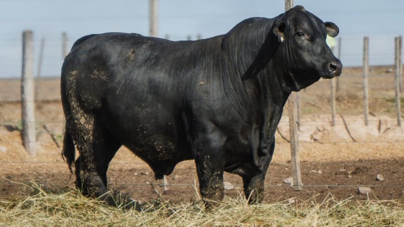 LOTE 19 BRANGUS RP 9651 CABAÑA MINISTALO