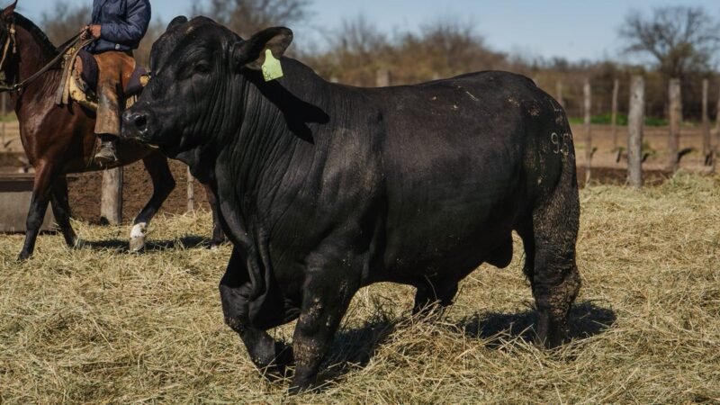 LOTE 5 BRANGUS RP 9653 CABAÑA MINISTALO