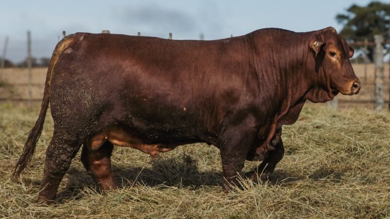 LOTE 1 BRANGUS RP 9667 CABAÑA MINISTALO