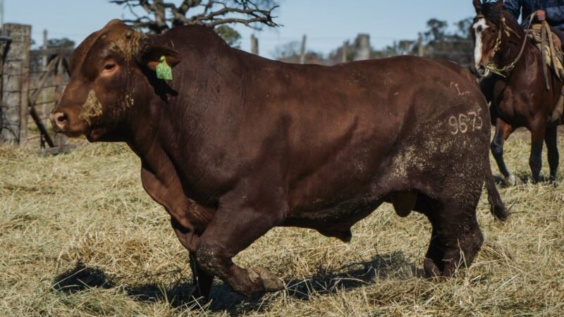 LOTE 15 BRANGUS RP 9675 CABAÑA MINISTALO