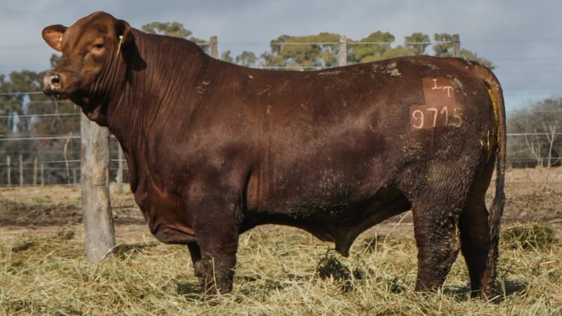 LOTE 3 BRANGUS RP 9715 CABAÑA MINISTALO