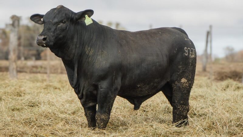 LOTE 18 BRANGUS RP 9737 CABAÑA MINISTALO