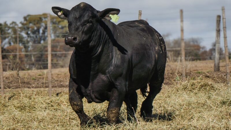 LOTE 17 BRANGUS RP 9753 CABAÑA MINISTALO