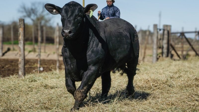 LOTE 12 BRANGUS RP 9775 CABAÑA MINISTALO