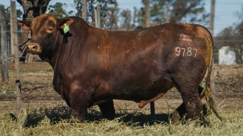 LOTE 15 BRANGUS RP 9787 CABAÑA MINISTALO