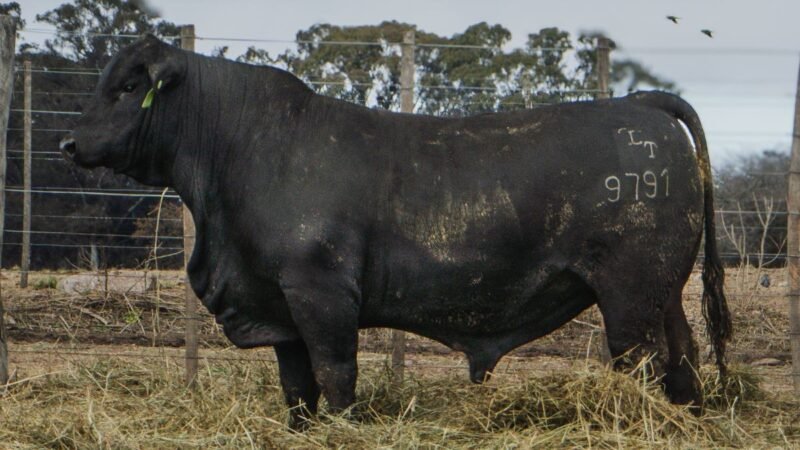 LOTE 6 BRANGUS RP 9791 CABAÑA MINISTALO