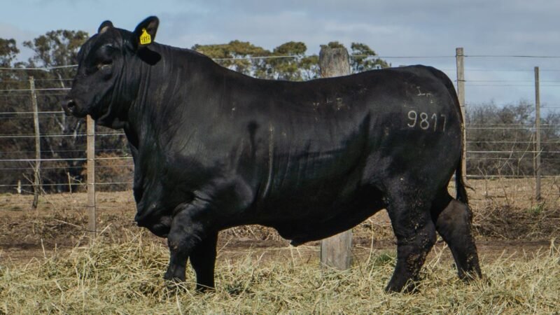 LOTE 12 BRANGUS RP 9817 CABAÑA MINISTALO