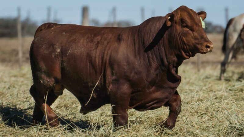 LOTE 16 BRANGUS RP 9829 CABAÑA MINISTALO