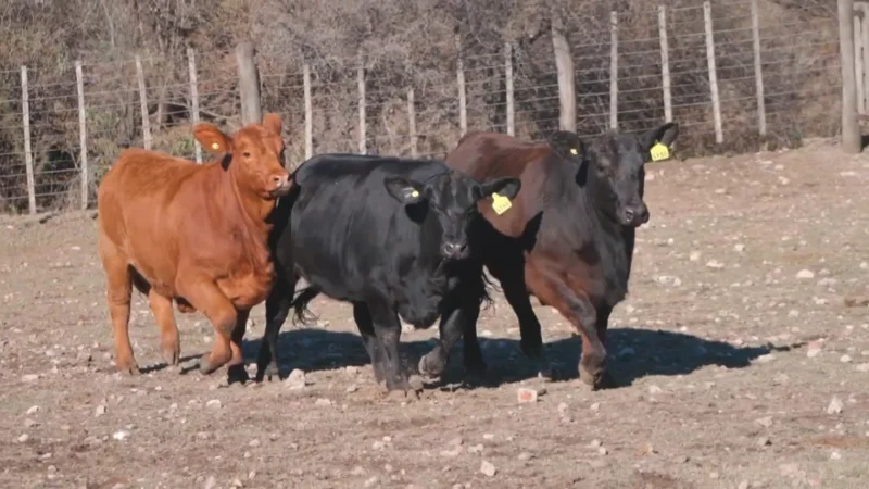 LOTE 23 BRANGUS RP 4178-4146-4135 CABAÑA LA PEÑA COLORADA