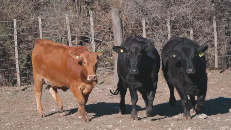 LOTE 24 BRANGUS RP 4147-4152-4177 CABAÑA LA PEÑA COLORADA