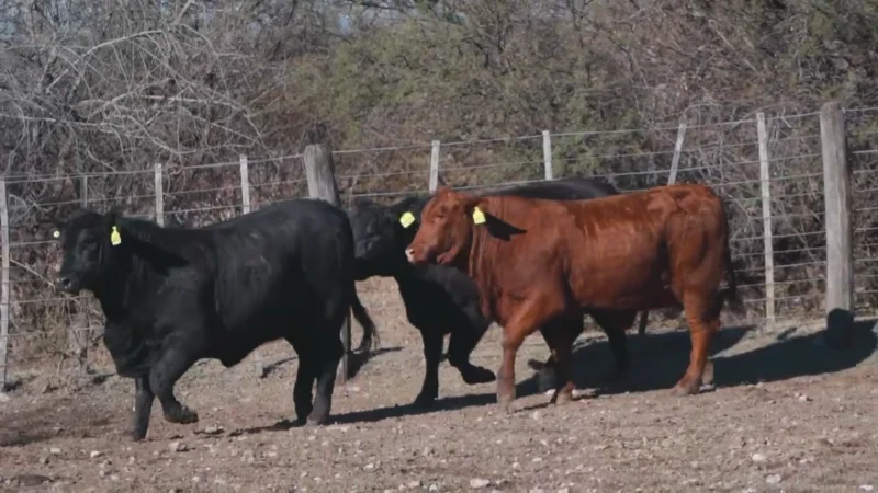 LOTE 25 BRANGUS RP 4154-4143-4159 CABAÑA LA PEÑA COLORADA