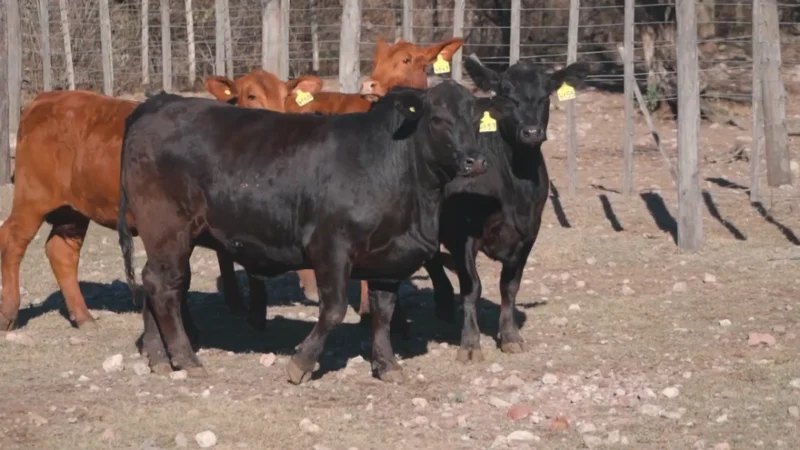 LOTE 26 BRANGUS RP 4141-4155-4157-4165 CABAÑA LA PEÑA COLORADA