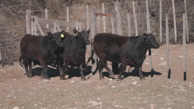 LOTE 27 BRANGUS RP 4166-4174-4150 CABAÑA LA PEÑA COLORADA