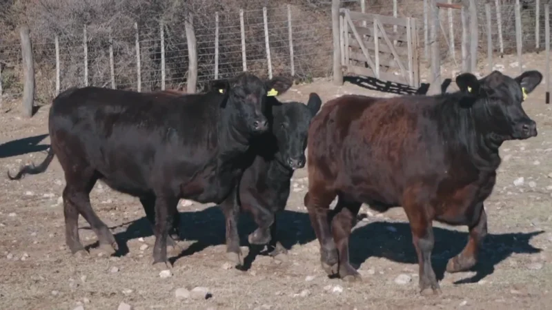 LOTE 28 BRANGUS RP 4129-4164-4151 CABAÑA LA PEÑA COLORADA